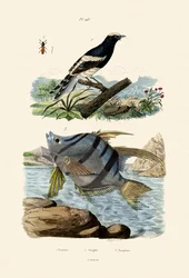 Petite énicure, 1833-39